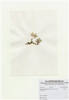 藏品(海木耳)的圖片